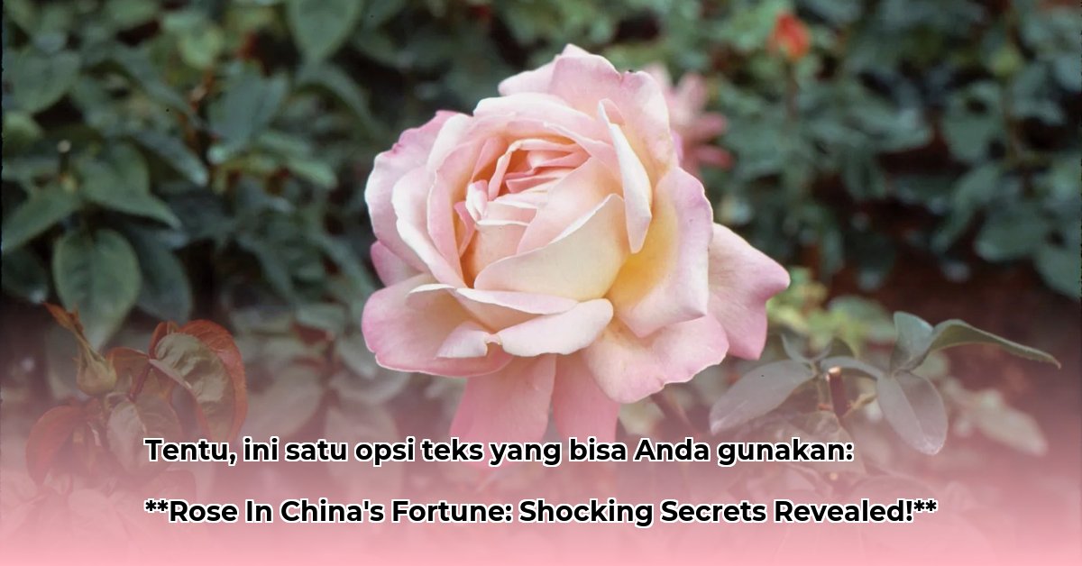 rose-in-china-net-worth